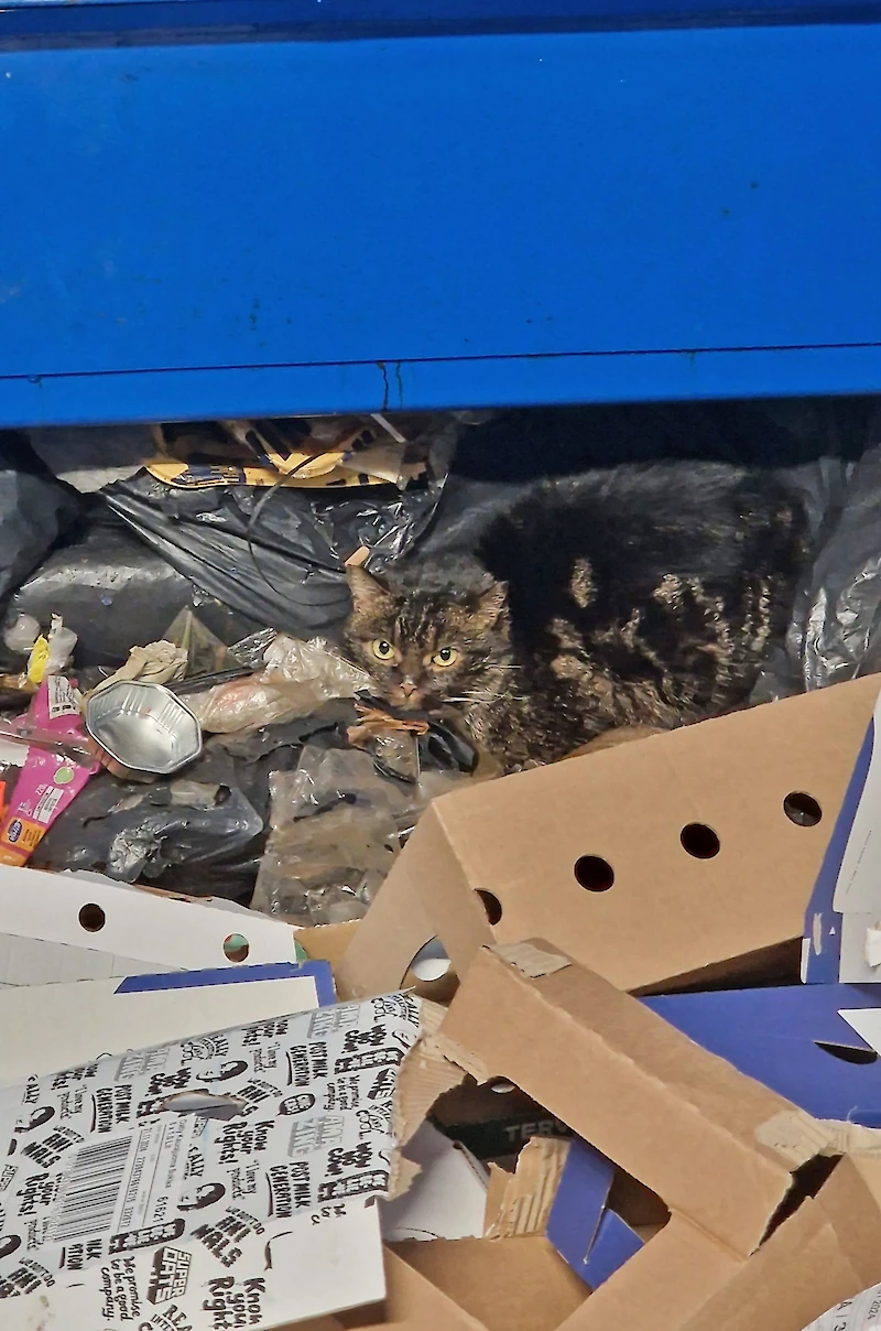 Pieni ja laiha kissa oli löytänyt pääsyn Kausalan K-Marketin jätepuristimeen. (Kuva: K-Market Tiltuntori.)