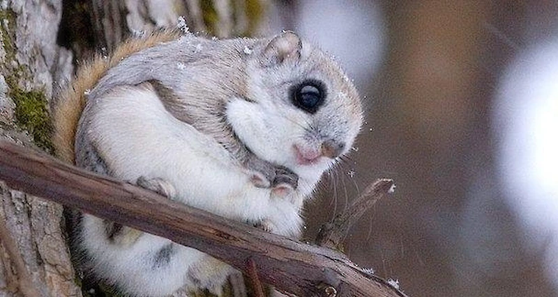 Yöeläimenä liito-oravaa näkee harvoin, mutta sen elinympäristön voi tunnistaa papanoista. (Kuva: Wikipedia.)