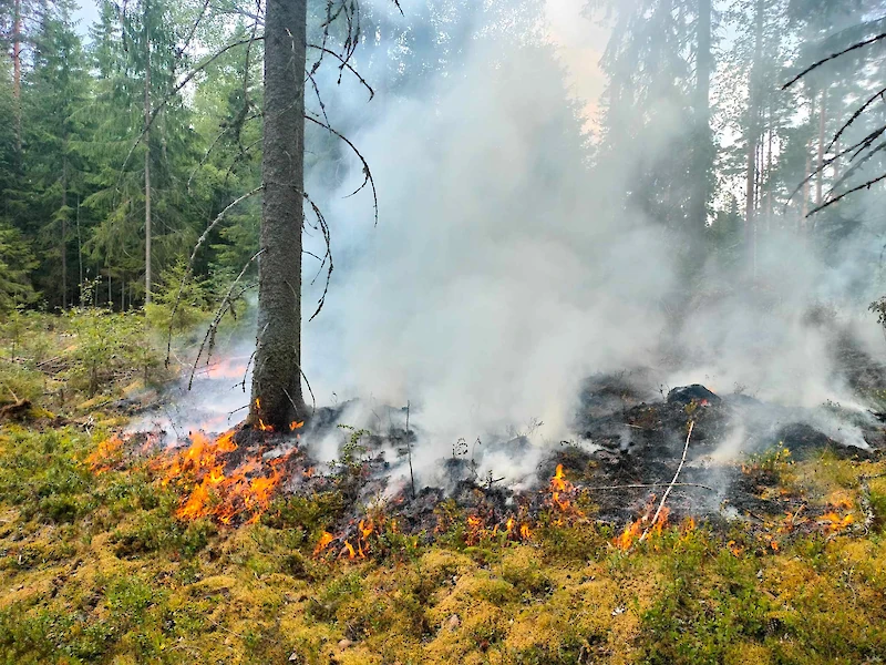 Perheniemessä oli metsäpalo heinäkuun puolimaissa. Se saatiin sammutettua noin 20 henkilön voimin. (Kuva: Jesse Helminen.)