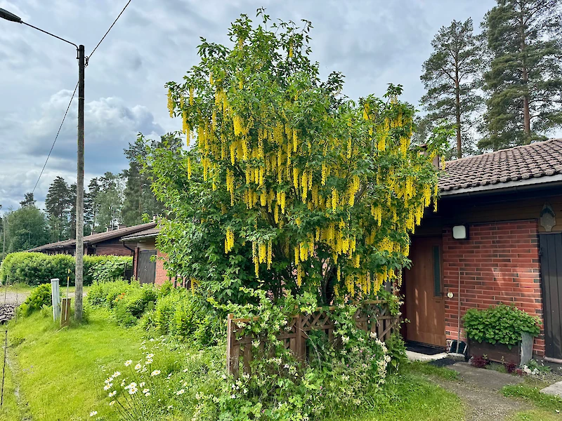 Kultasade on näyttävä puu, kun se kukkii. Kuva Iitin Viritieltä.