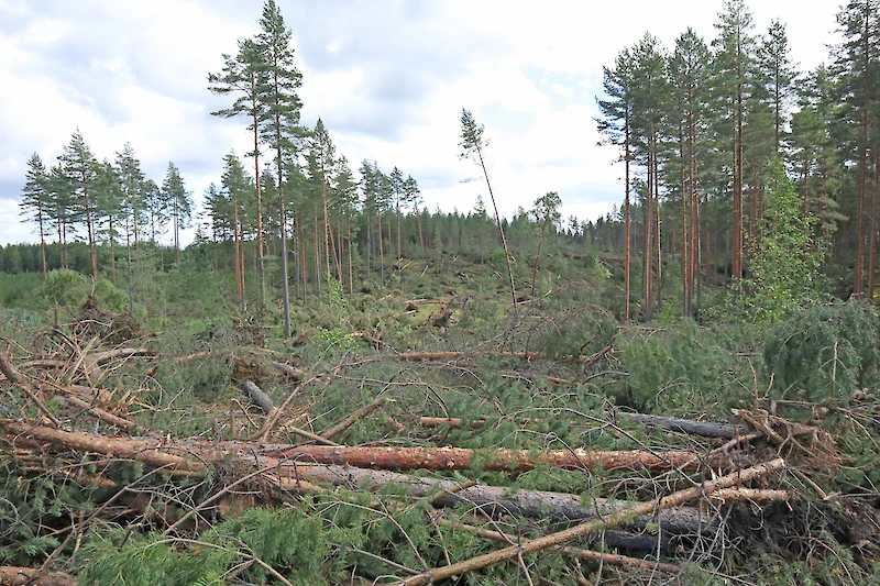 Jaalassa Mäntyharjuntien läheisyydessä kaatui hetkessä satoja puita.